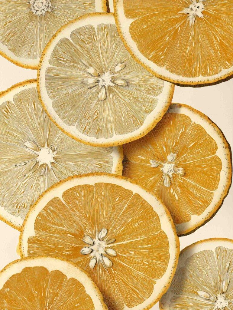 Delicately illustrated orange slices in soft natural tones