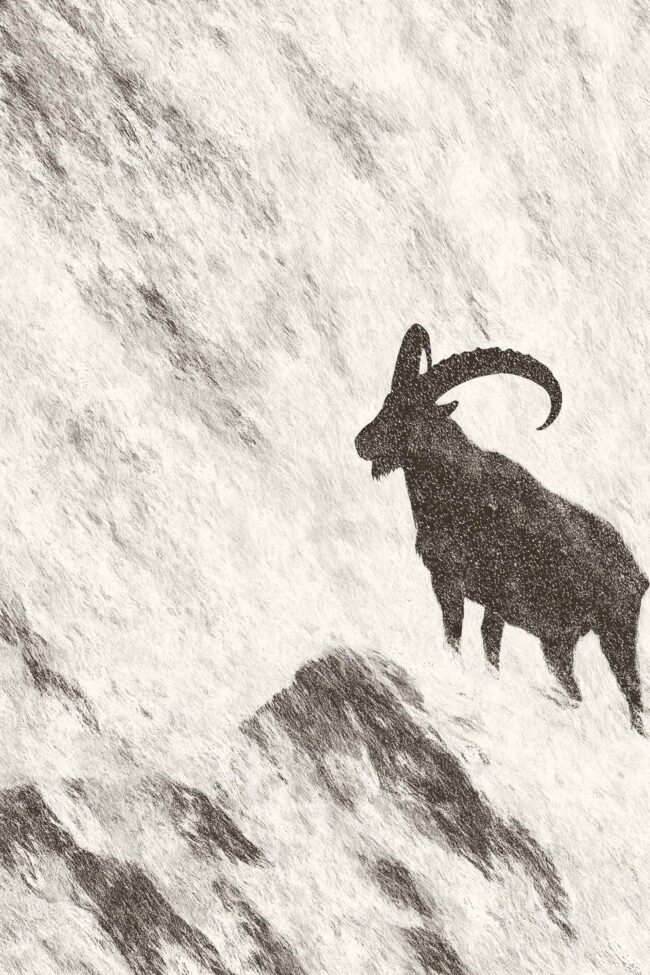 wild ibex goat on a snowy mountain peak