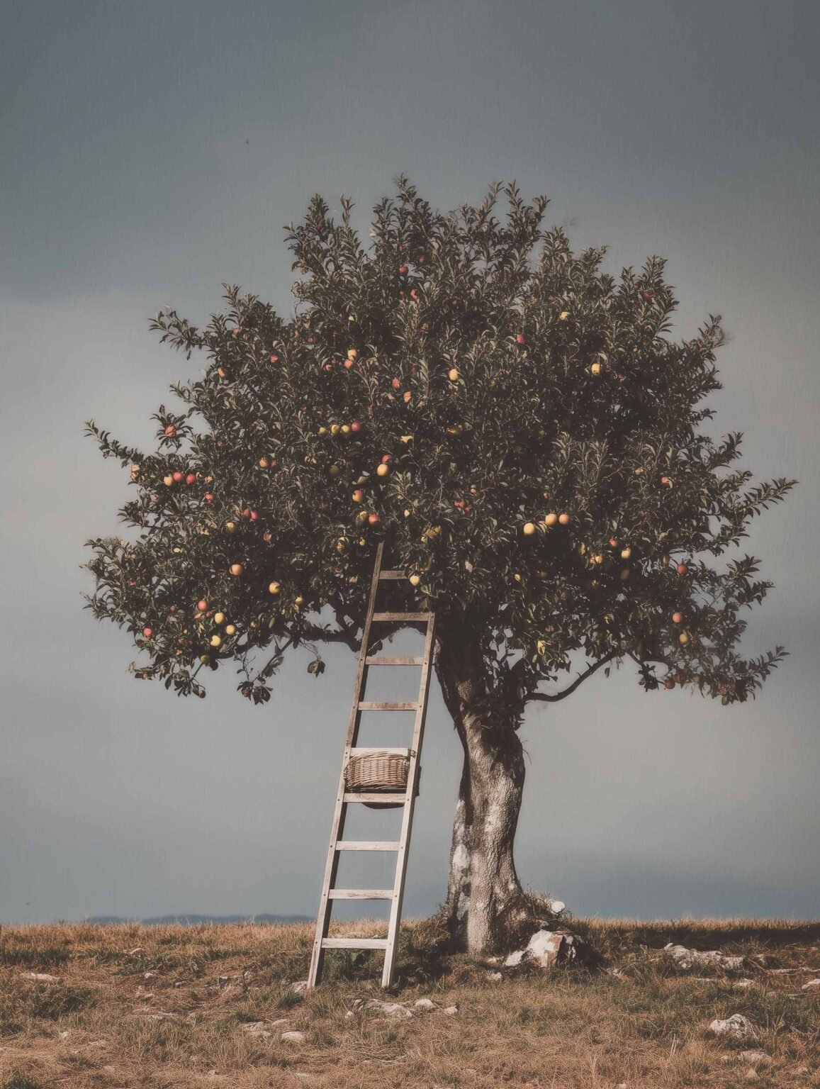 Cinematic apple tree print with warm tones and timeless countryside charm