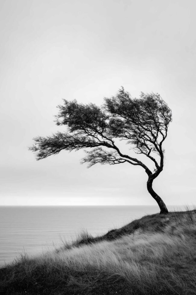 a wind-shaped tree on a cliff by the ocean