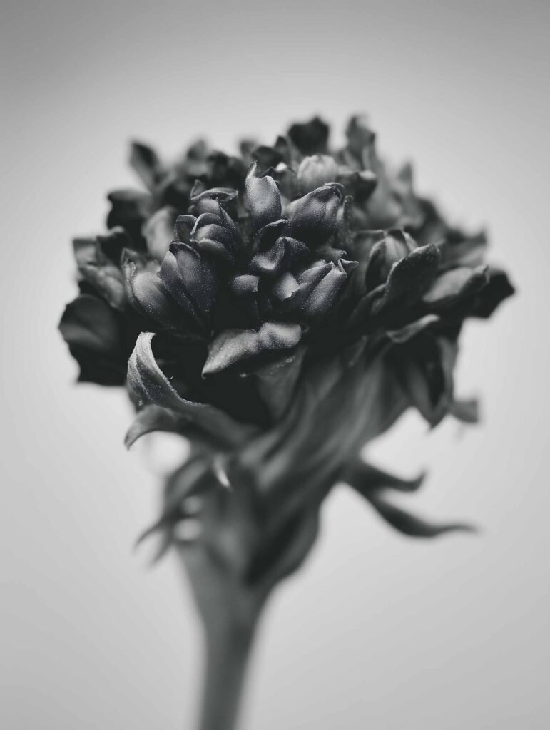 black and white flower photograph poster