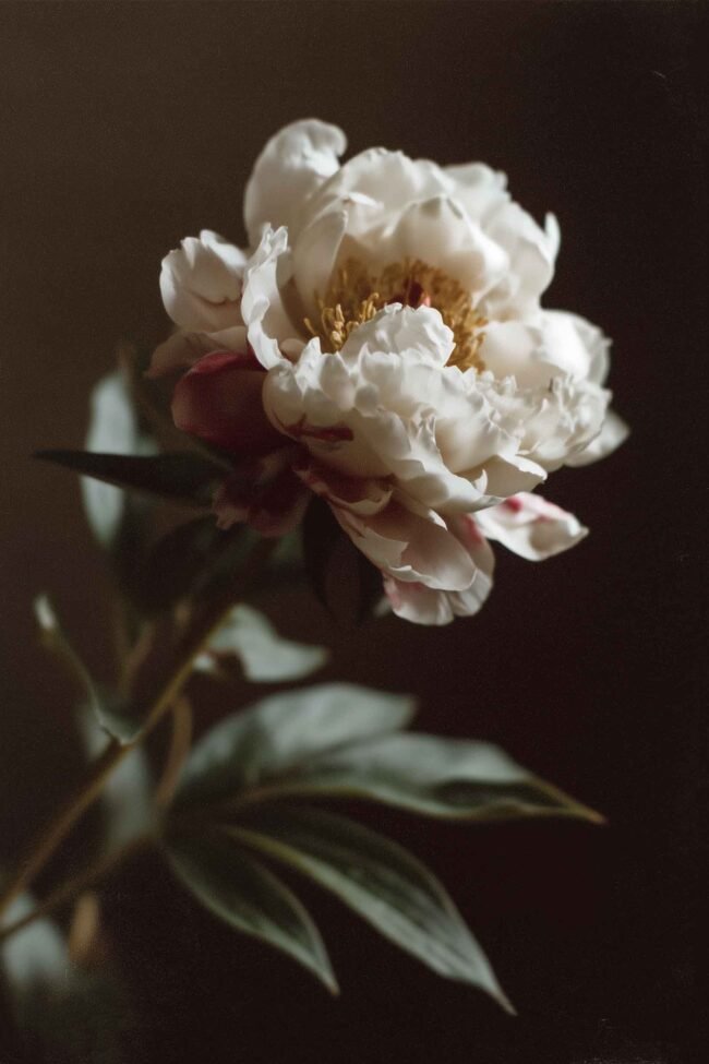 Fine art photograph of a blooming beige peony flower in soft natural light.