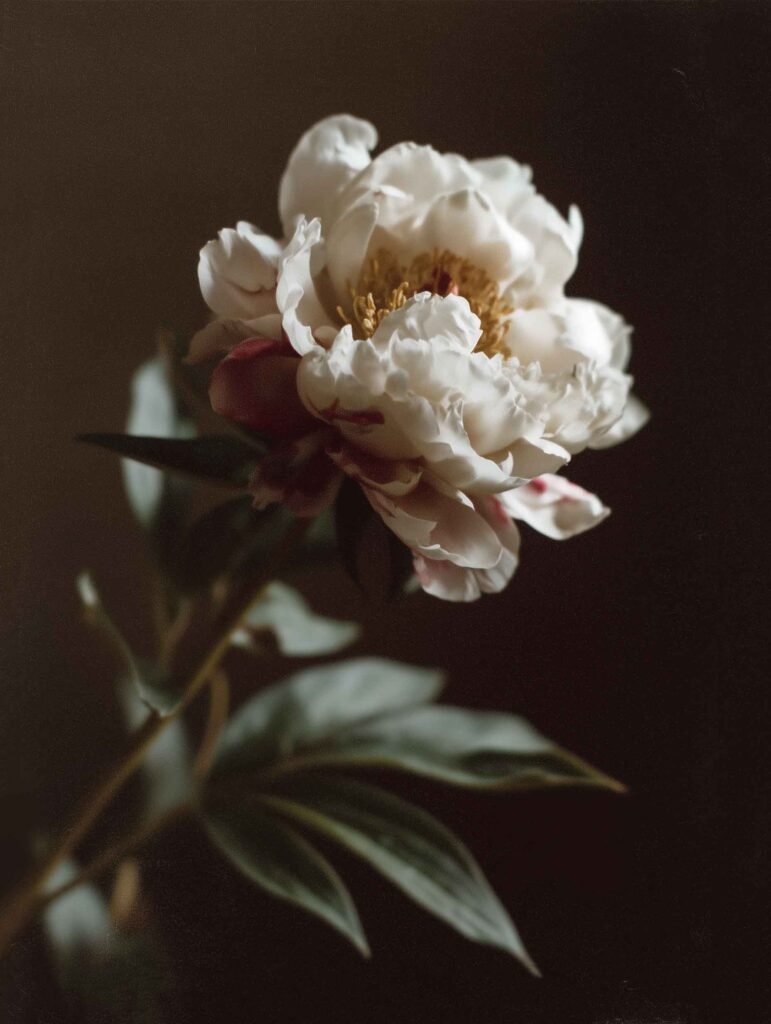 Fine art photograph of a blooming beige peony flower in soft natural light.
