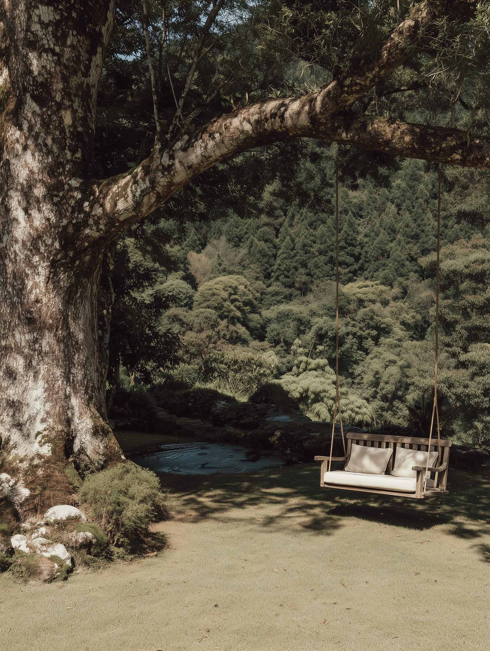 Fine art photography poster of a wooden swing beneath an ancient tree