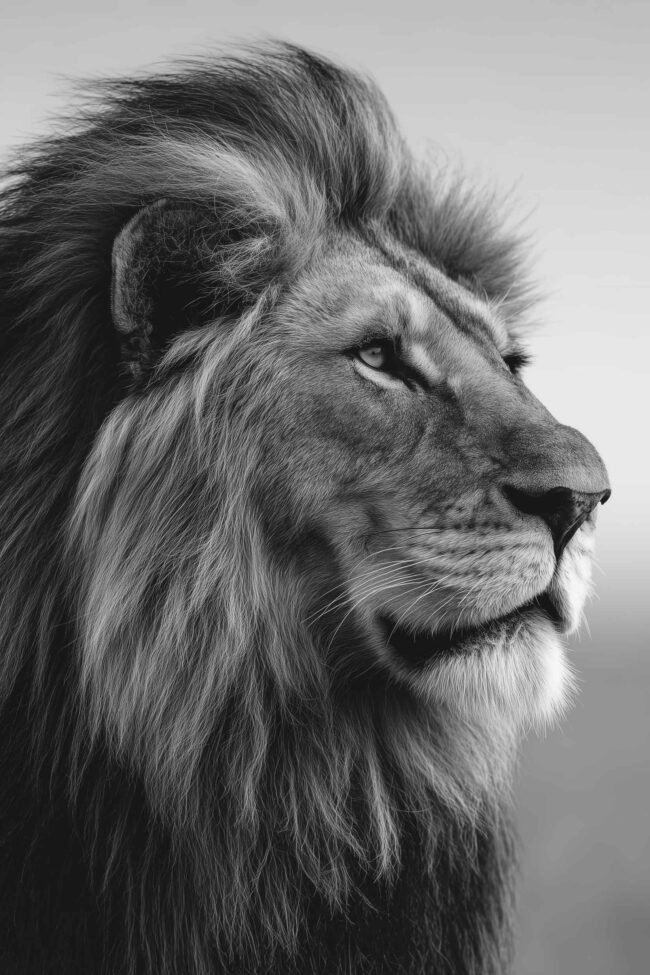 Black and white fine art photograph of a lion