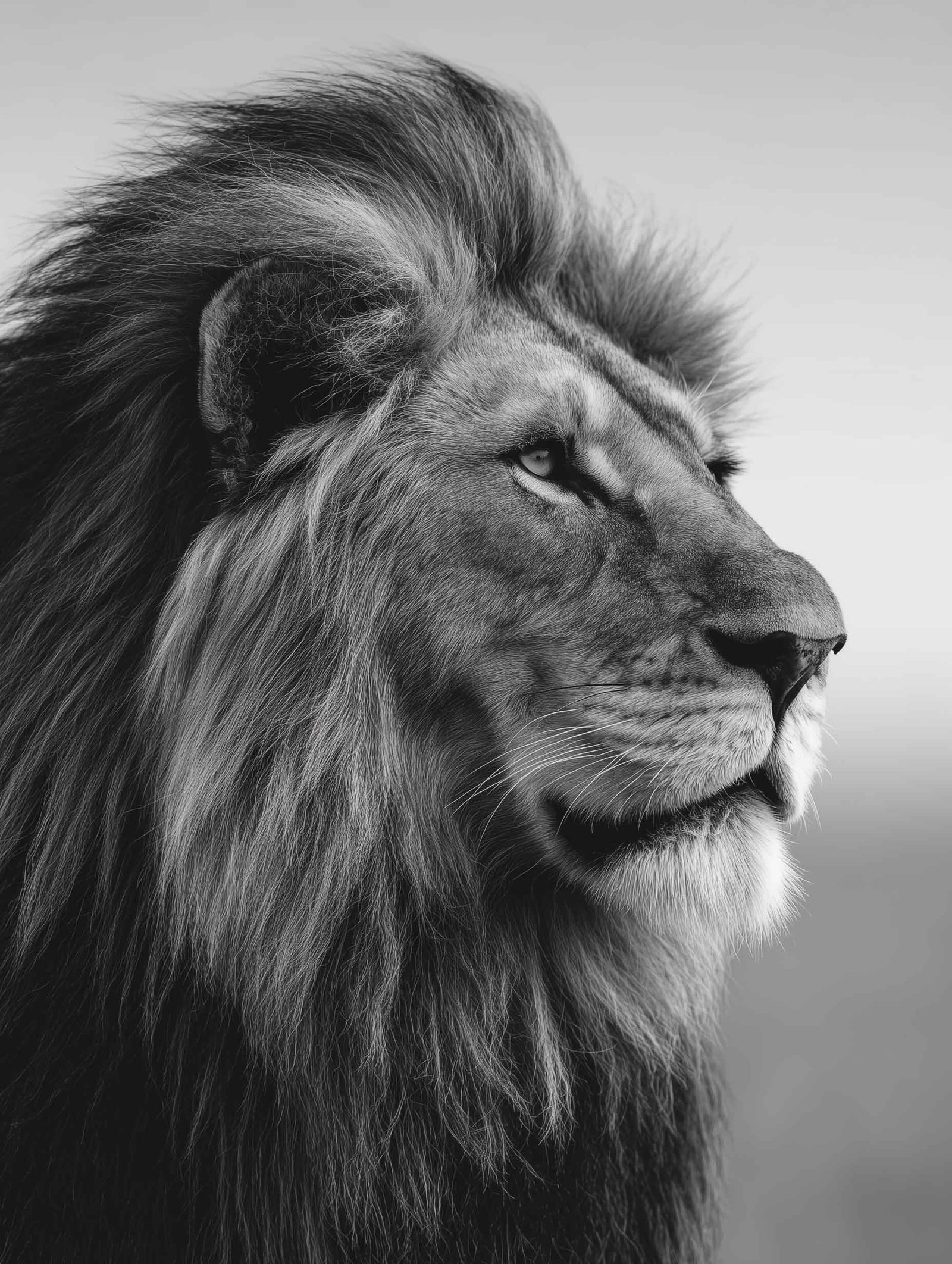 Black and white fine art photograph of a lion