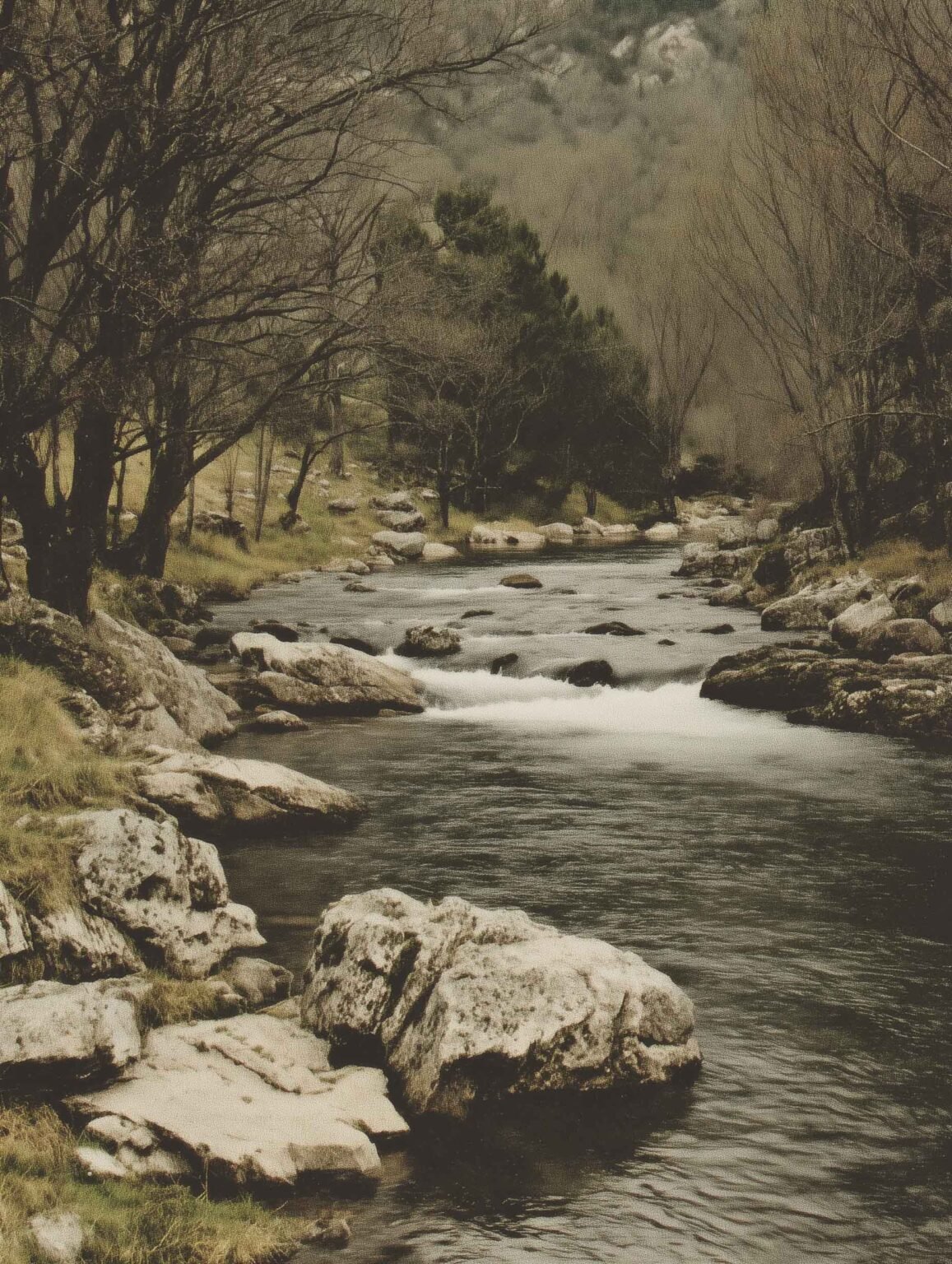A serene river flowing through a peaceful woodland.