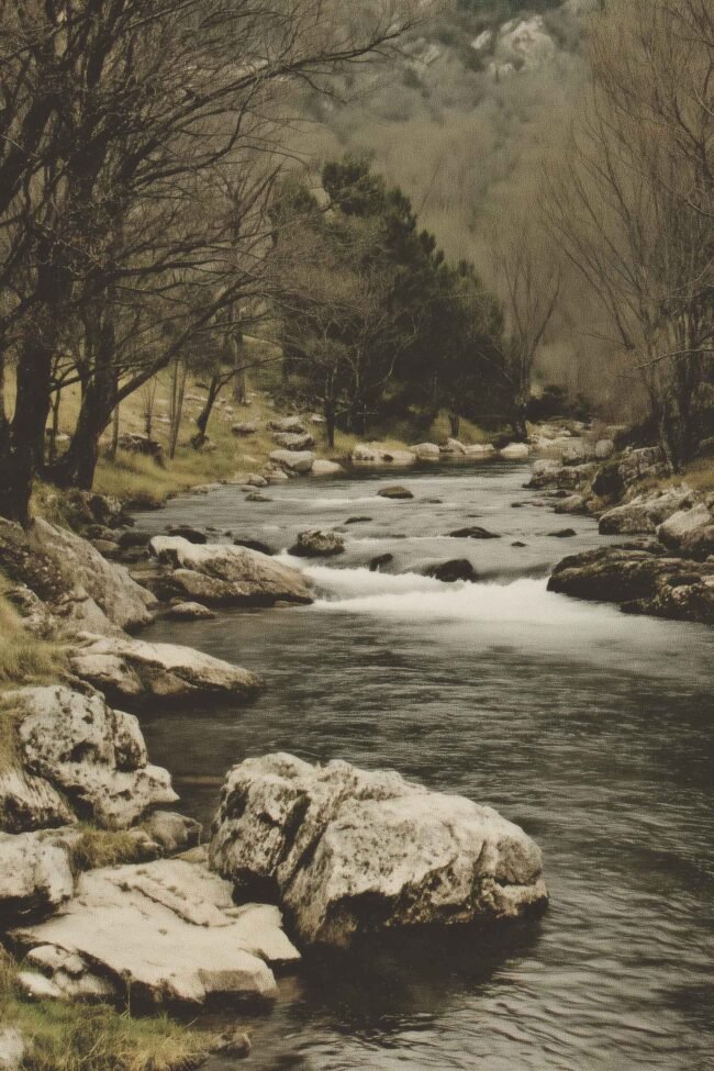 A serene river flowing through a peaceful woodland.