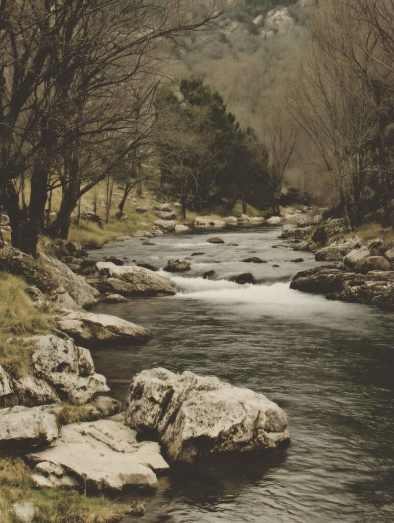 A serene river flowing through a peaceful woodland.