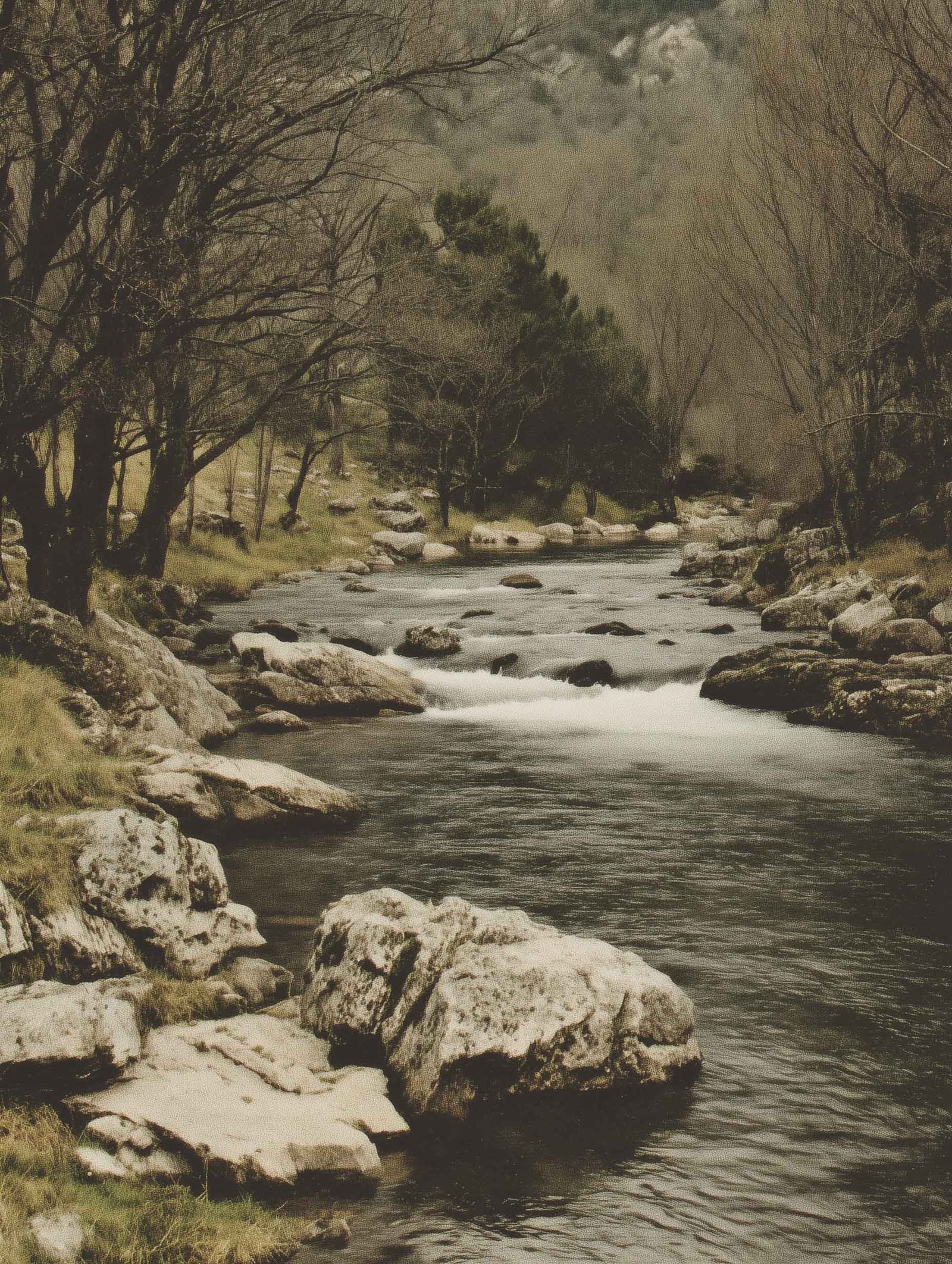 A serene river flowing through a peaceful woodland.
